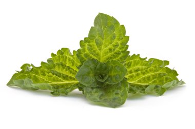 Fresh-picked mint leaves clipart