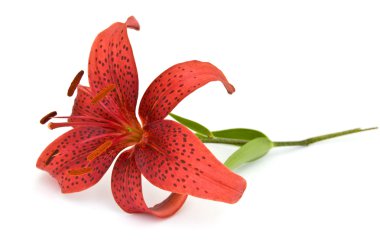 Red lily isolated on white background clipart