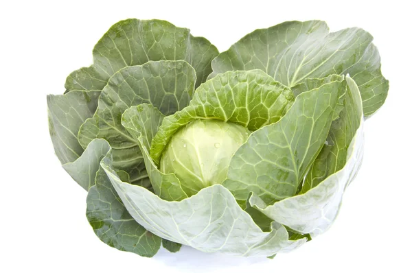 Cabbage on a white background — Stock Photo, Image