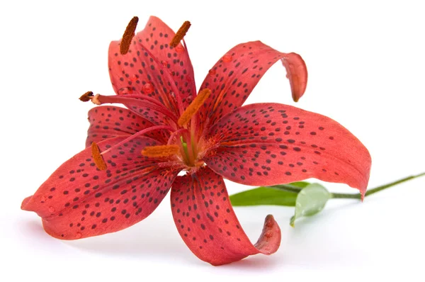 Red lily isolated on white background — Stock Photo, Image