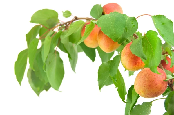 Apricots with green leaf isolated on white background — Stock Photo, Image