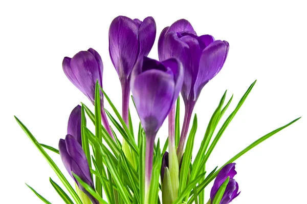Фиолетовый крокус изолирован на белом — стоковое фото