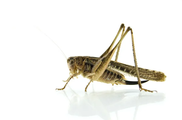 Locust isolated on white background — Stock Photo, Image