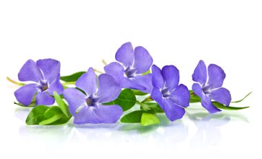 Beautiful blue flower isolated on white clipart