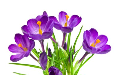 Beautiful violet crocus isolated on white clipart