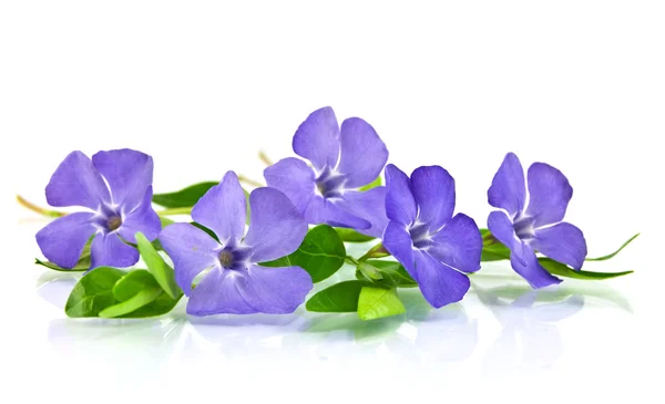 Krásná modrá květina izolované na bílé — Stock fotografie