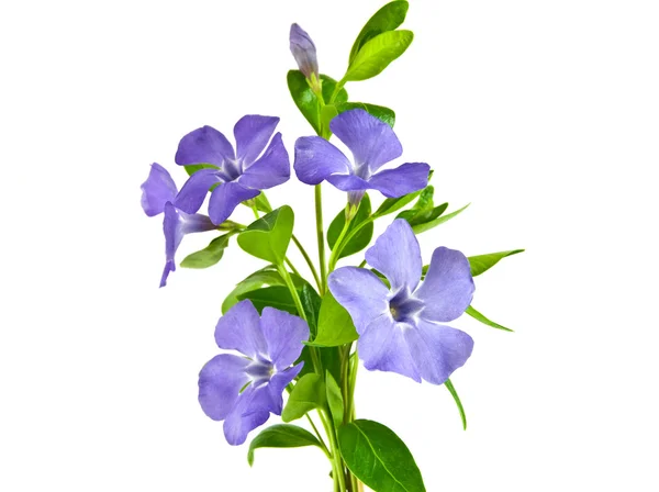 Bellissimo fiore blu isolato su bianco — Foto Stock