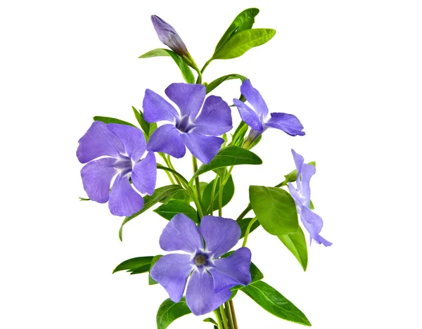 Mooie blauwe bloem geïsoleerd op wit — Stockfoto