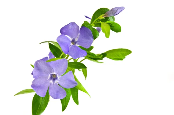 Синий цветок на белом — стоковое фото