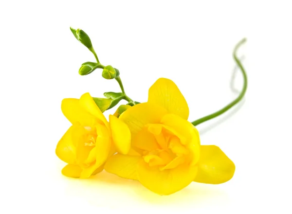 Fresia amarilla sobre blanco —  Fotos de Stock
