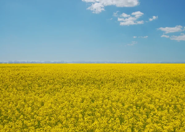Желтые цветы рапса — стоковое фото
