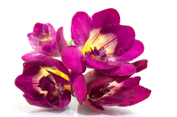 Fresia violeta sobre blanco — Foto de Stock