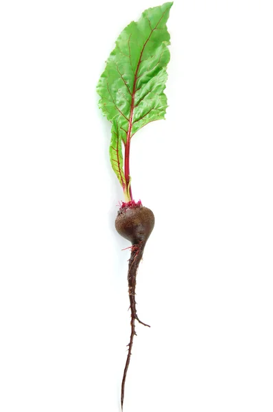 Beet with leaf on white background — Stock Photo, Image