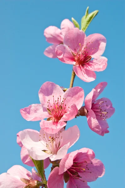 Peach Flower — Stock Photo, Image
