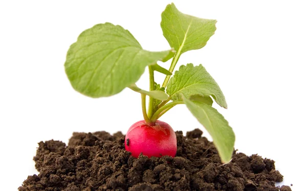 Fresh red radish isolated on a white background. — Stock Photo, Image