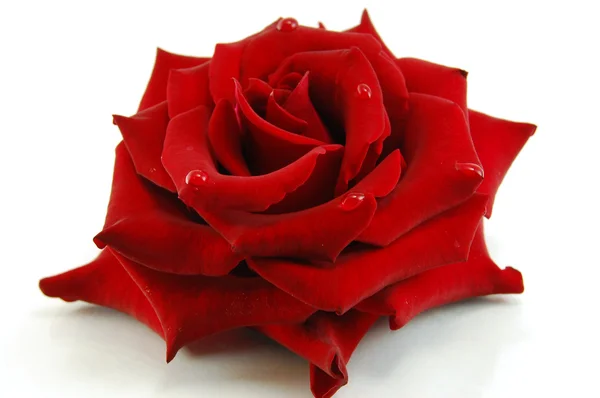 Piros rózsa, fehér — Stock Fotó