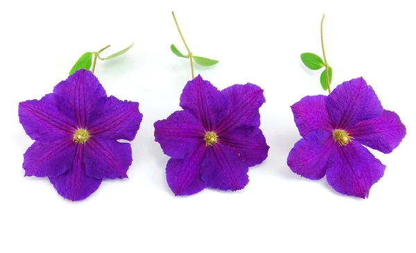 Hermosa flor violeta aislada en blanco — Foto de Stock