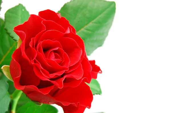 सफेद पर लाल गुलाब — स्टॉक फ़ोटो, इमेज