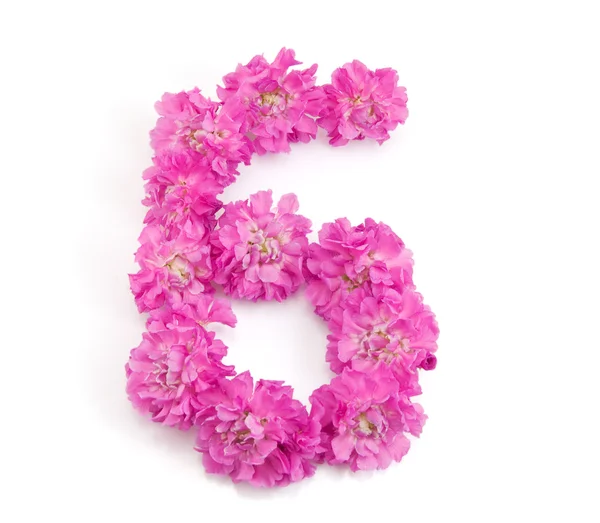 Numer 6 z kwiatów — Zdjęcie stockowe