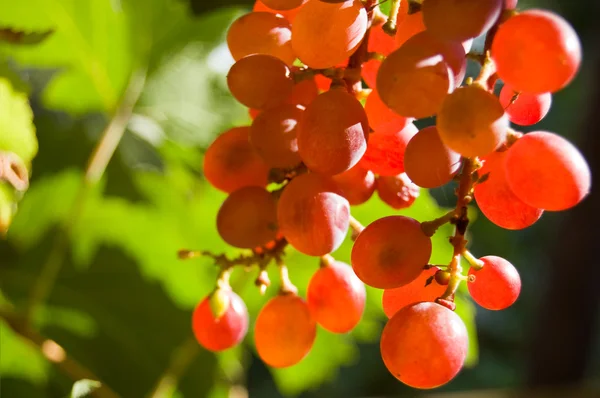 Красный виноград крупным планом — стоковое фото