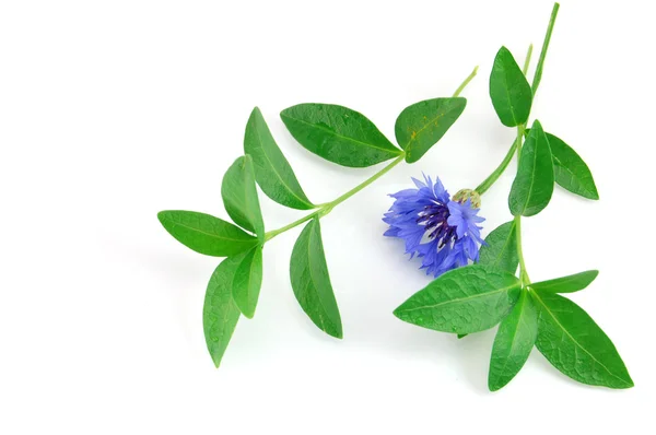 Mooie blauwe bloem geïsoleerd op wit — Stockfoto