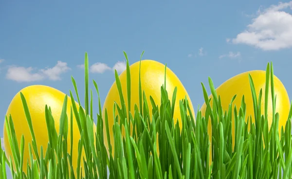 Uova di Pasqua gialle in erba verde sotto il cielo blu — Foto Stock
