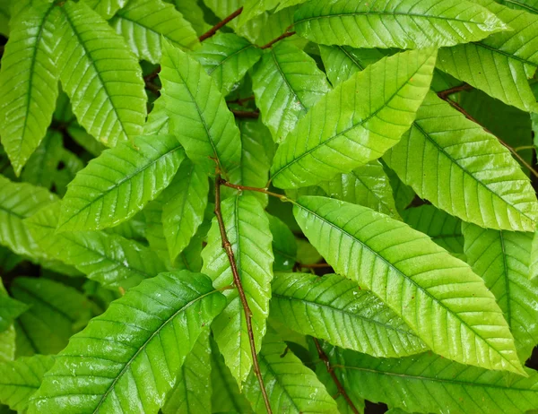 stock image Green leaves in sunny day