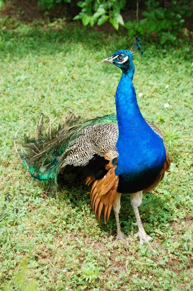 stock image Peacock