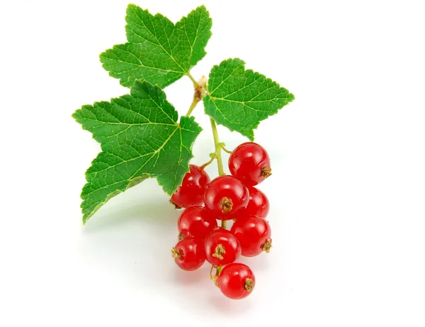 Isolated red currant — Stock Photo, Image