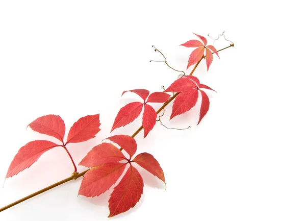 Jesienią czerwone liście — Zdjęcie stockowe