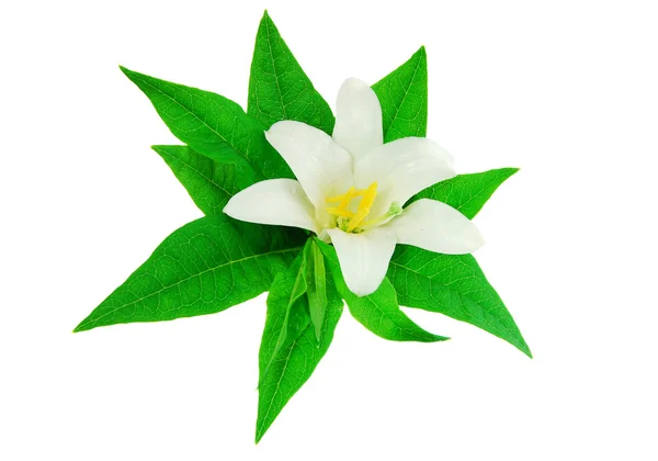 Biała lilia izolowana na białym tle — Zdjęcie stockowe