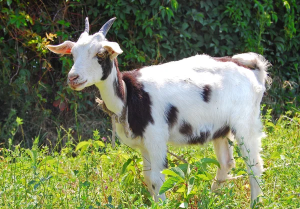 Spotted goat — Stock Photo, Image