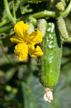salatalık ve bir mutfak bahçede çiçek
