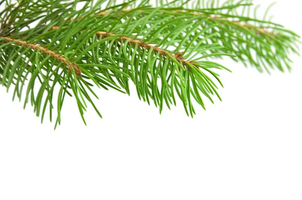 Pine tree branch isolated on white backgrond — Stock Photo, Image