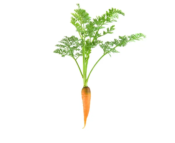 Zanahoria con hoja sobre fondo blanco —  Fotos de Stock