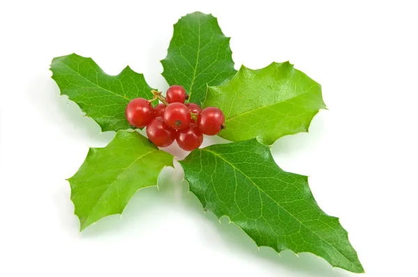 Decoração de Natal com folhas de azevinho e bagas — Fotografia de Stock