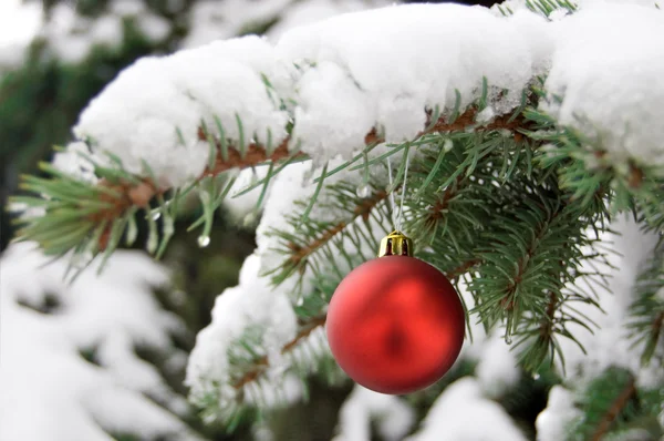 Красная безделушка на снежной сосне — стоковое фото
