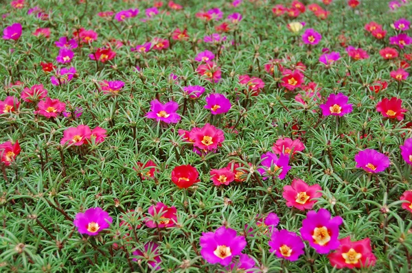 Güzel mor çan çiçekleri — Stok fotoğraf