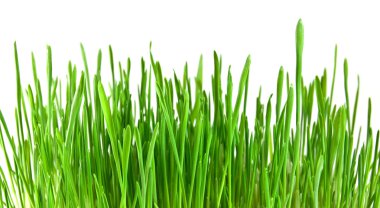 Isolated green grass on white background clipart