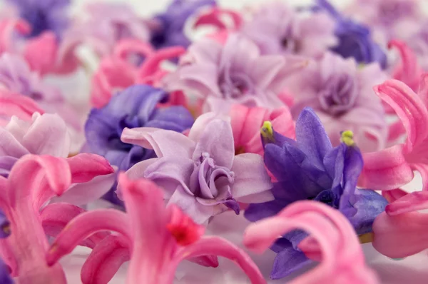 Smuk violet blomst - Stock-foto