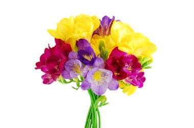 Yellow and violet fresia on white clipart