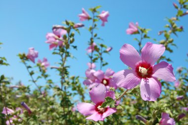 güzel pembe çan çiçekleri