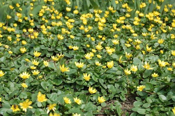 stock image Spring yellow flowers on green meadow