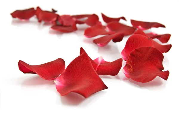 Pétales de rose rouge sur fond blanc — Photo