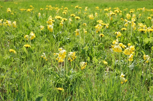 草原の開花のタンポポ — ストック写真