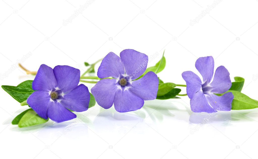 Beautiful blue flower isolated on white