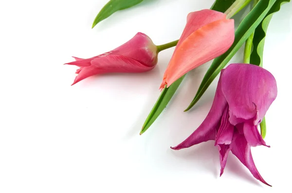 Tulipano rosa isolato su bianco — Foto Stock