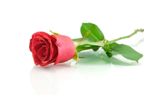 Rosa vermelha no branco — Fotografia de Stock