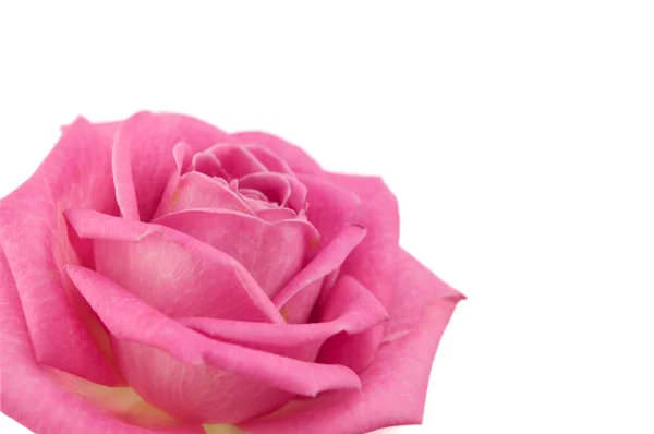 Pink rose on the white — Stock Photo, Image