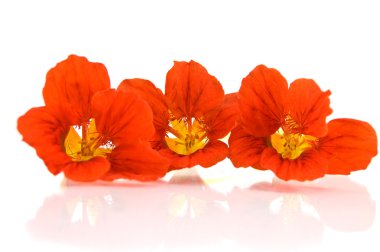 Kırmızı nasturtium